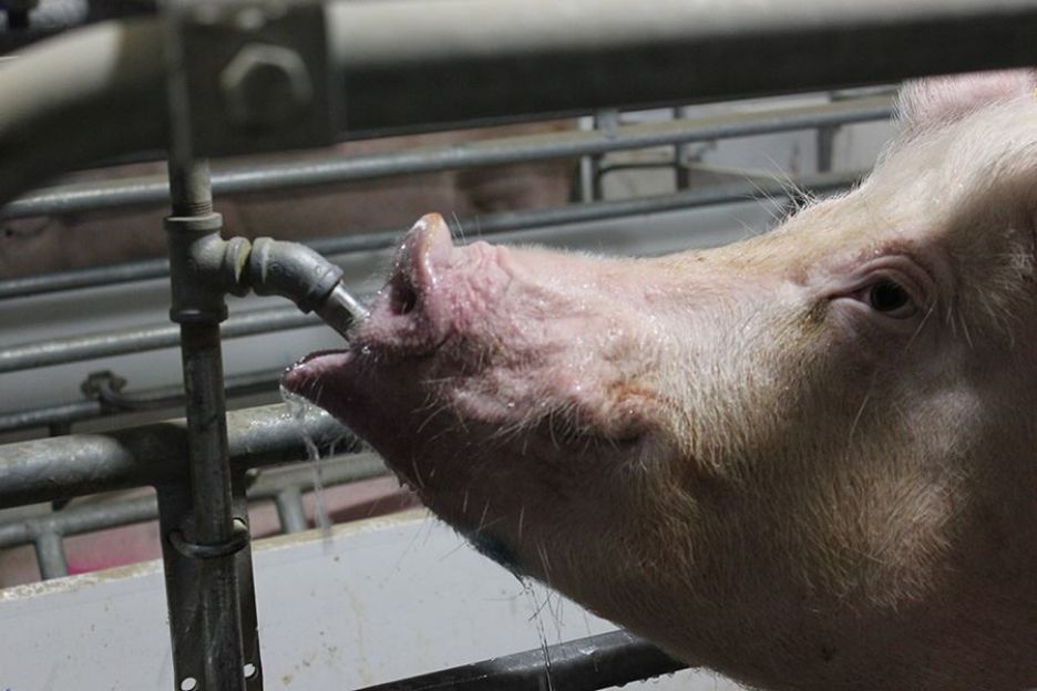 Чи достатньо води  отримують Ваші свині?