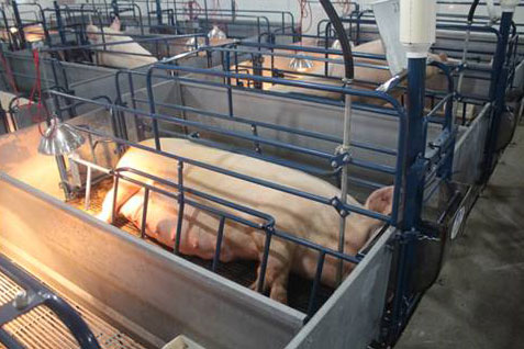 На сьогодні на обладнанні Hog Slat утримується майже 4 900 000 свиноматок